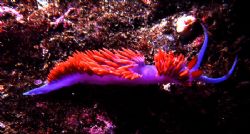 'Hermissinda' Also often commonly called the 'Spanish Sha... by Rick Tegeler 
